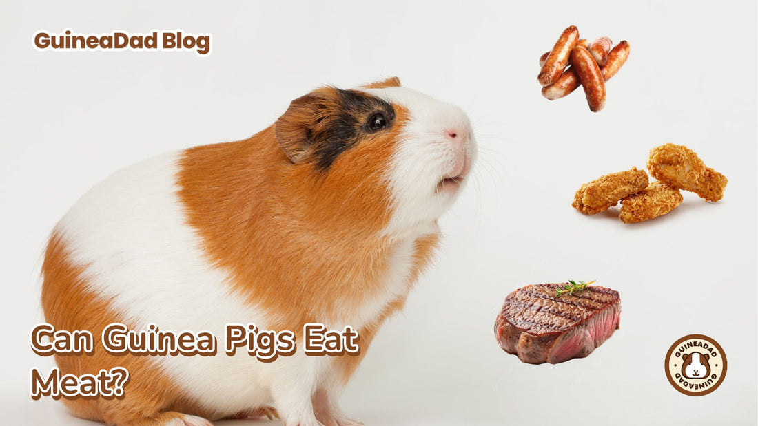 Can Guinea Pigs Eat Meat?