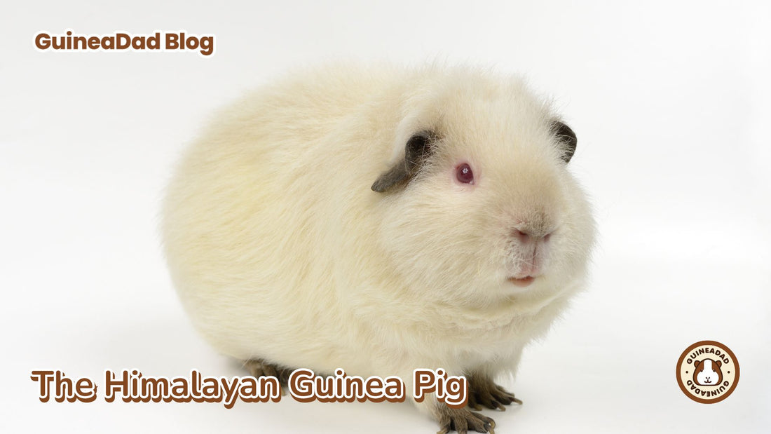 Himalayan guinea pig, himalayan guinea pigs