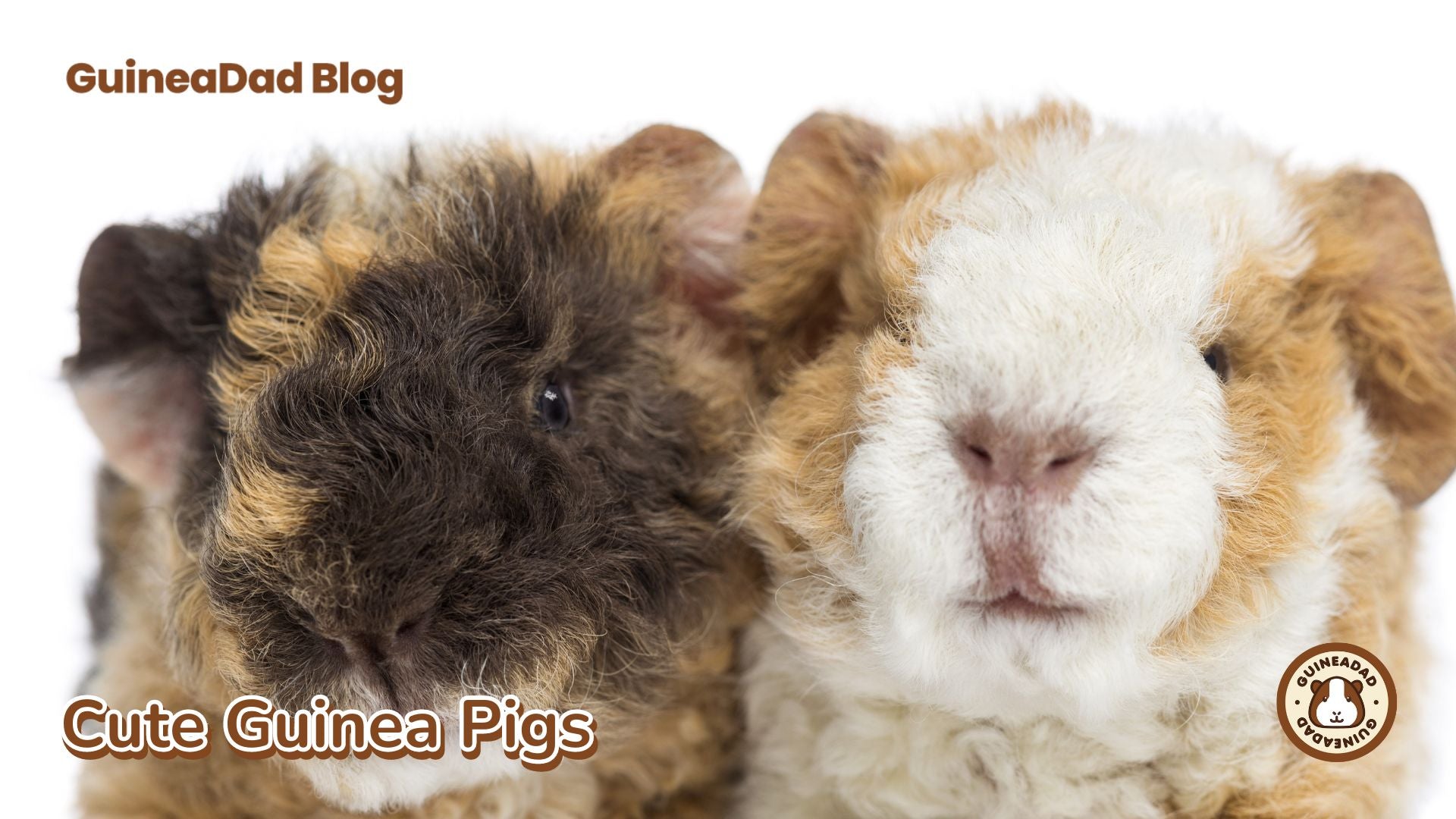 Cute Guinea Pigs I GuineaDad