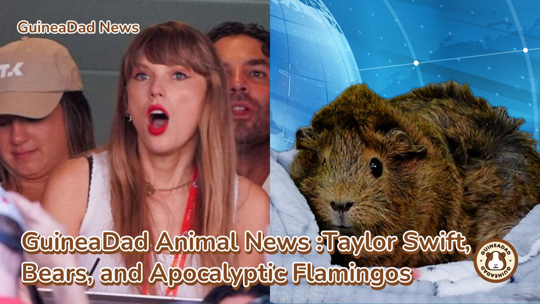 GuineaDad Animal News - “Taylor Swift, Bears, and Apocalyptic Flamingos” 10/6/23