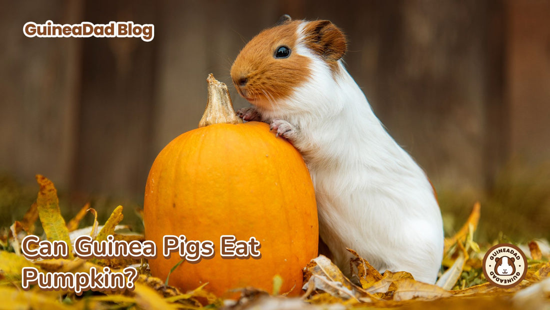 Can guinea pigs eat pumpkin?