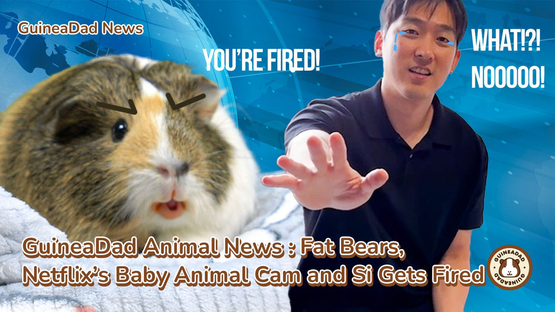 GuineaDad Animal News: Fat Bears, Netflix's Baby Animal Cam, & More!