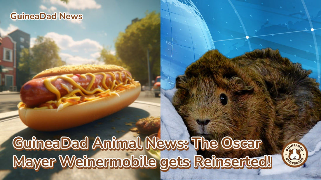 GuineaDad News, Oscar Mayer Weinermobile, guinea pigs, animal news, guinea pig, guinea pig news