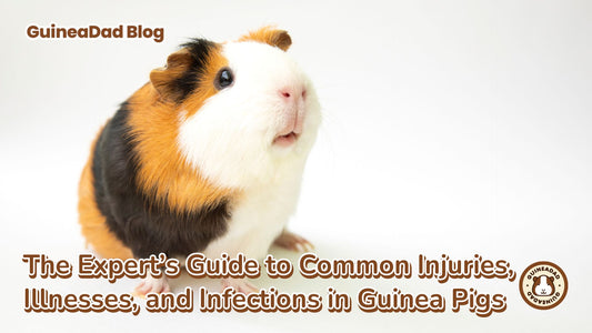 Guinea pig sick? - Why did my guinea pig die , what killed my guinea pig, how to care for guinea pigs