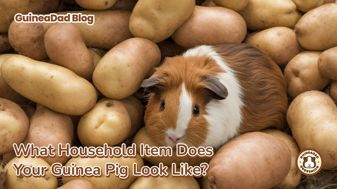What Household Item Does Your Guinea Pig Look Like? - guinea pig doppelgangers