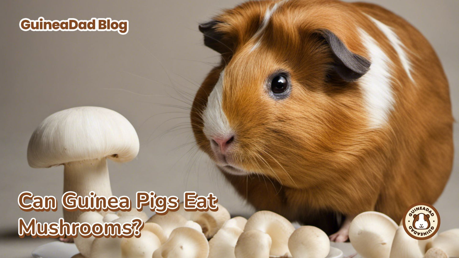 Can Guinea Pigs Eat Mushrooms? GuineaDad