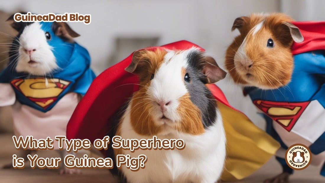 What type of superhero is your guinea pig? Guinea Pig Superheroes - Guinea pig superhero