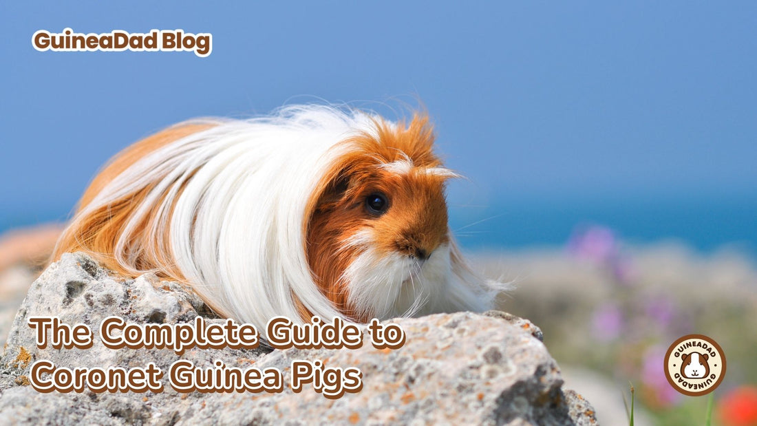 The complete guide to coronet guinea pigs