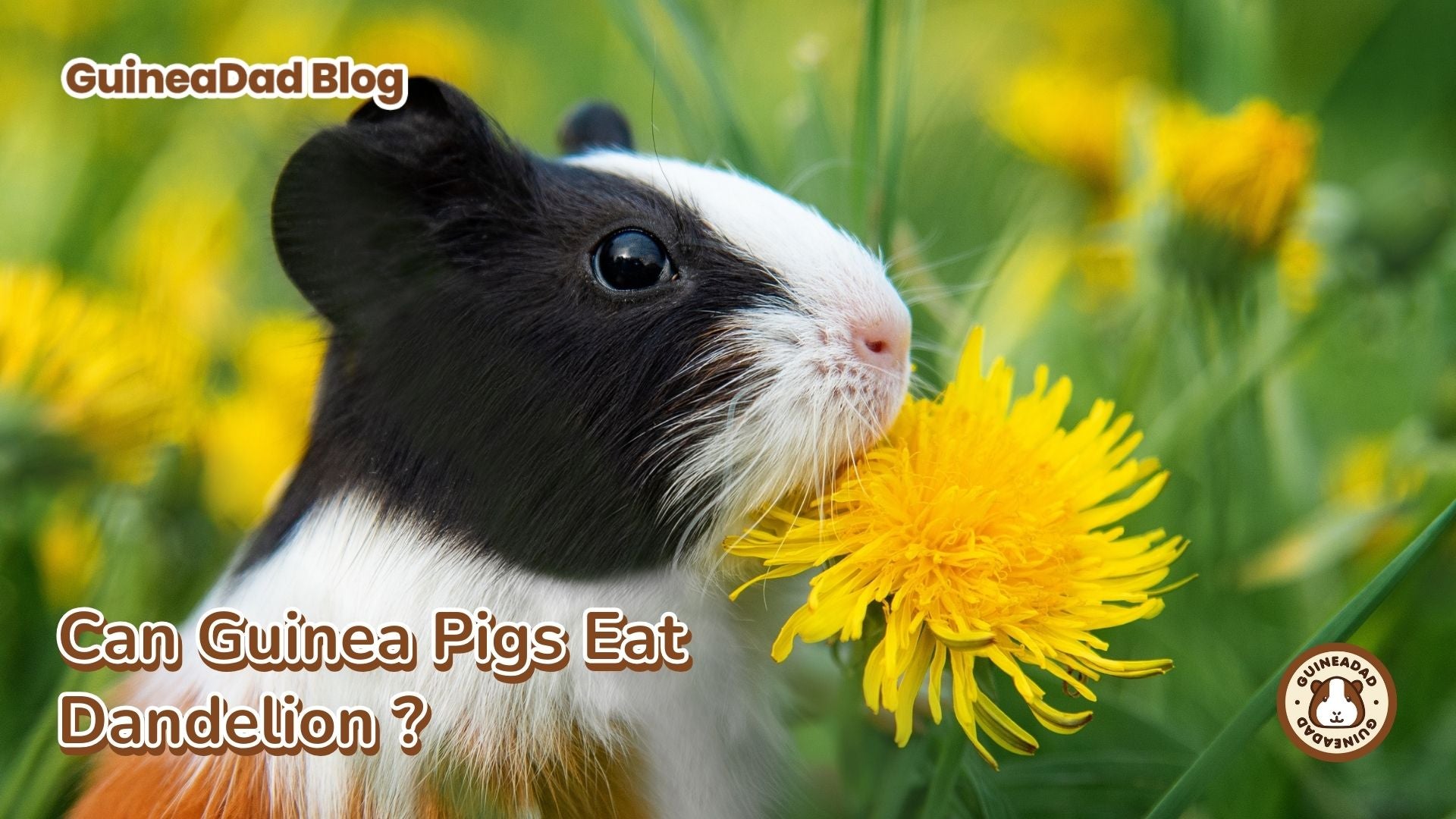 Can Guinea Pigs Eat Dandelions? – GuineaDad