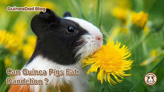 "Can guinea pigs eat dandelions?" "Can Guinea Pigs Have Dandelions?"