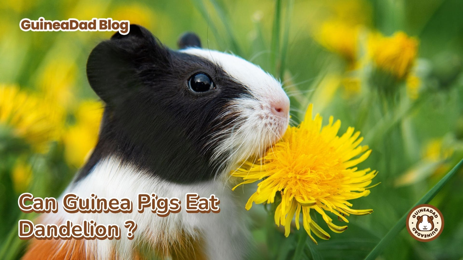 Can Guinea Pigs Eat Dandelions? GuineaDad