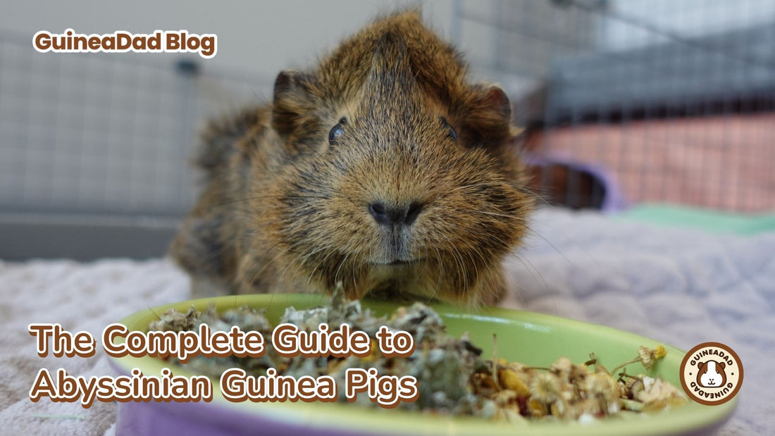 The Complete Guide to Abyssinian Guinea Pig