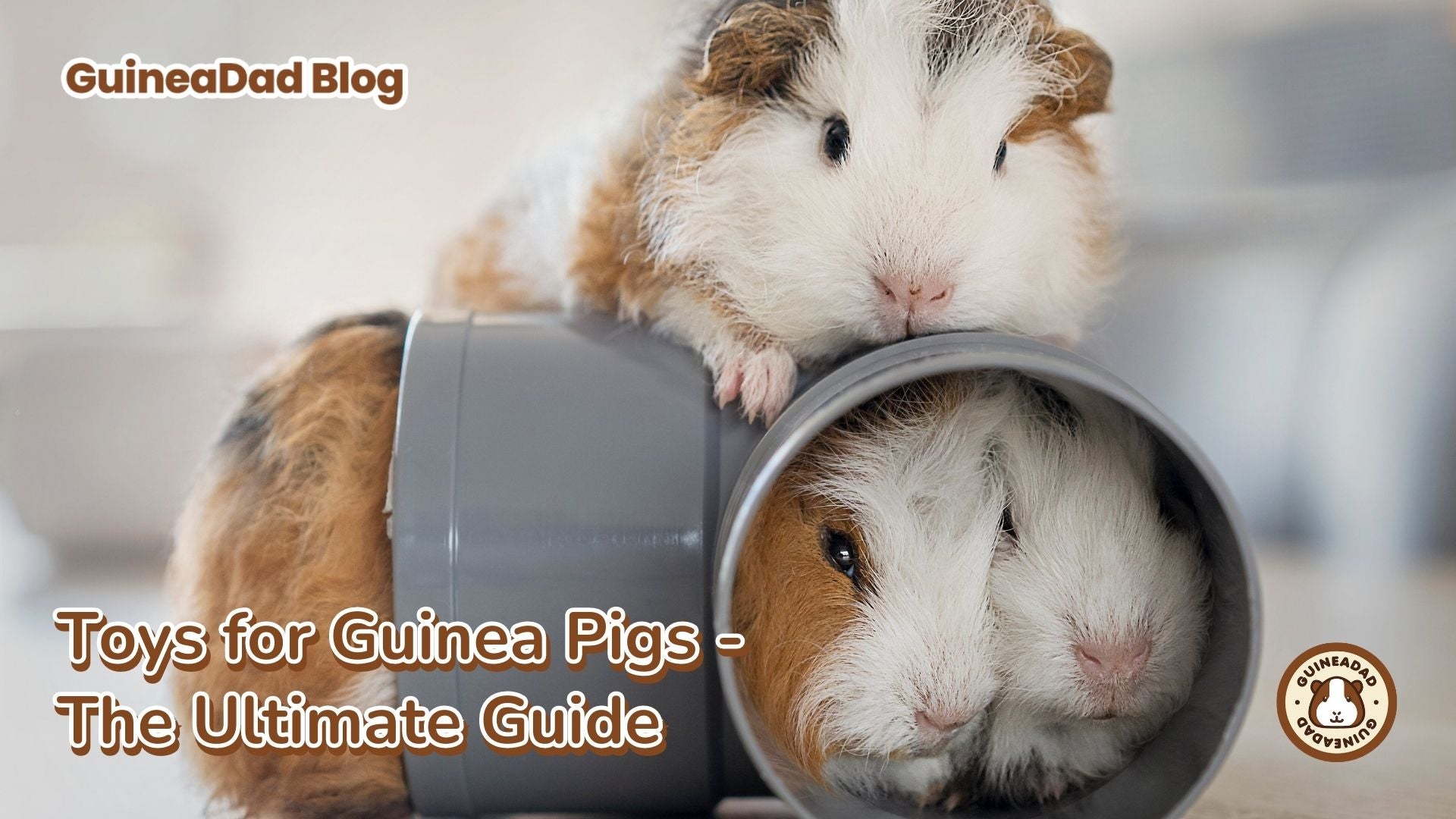 Toys for Guinea Pigs - The Ultimate Guide – GuineaDad
