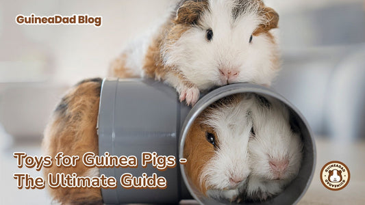 Toys for Guinea Pigs - The Ultimate Guide , want to know the best toys for your guinea pigs? Check out GuineaDad's Ultimate Toy Guide for Guinea Pigs