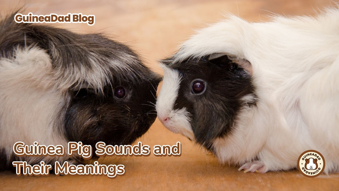 Guinea pig sounds and what they mean