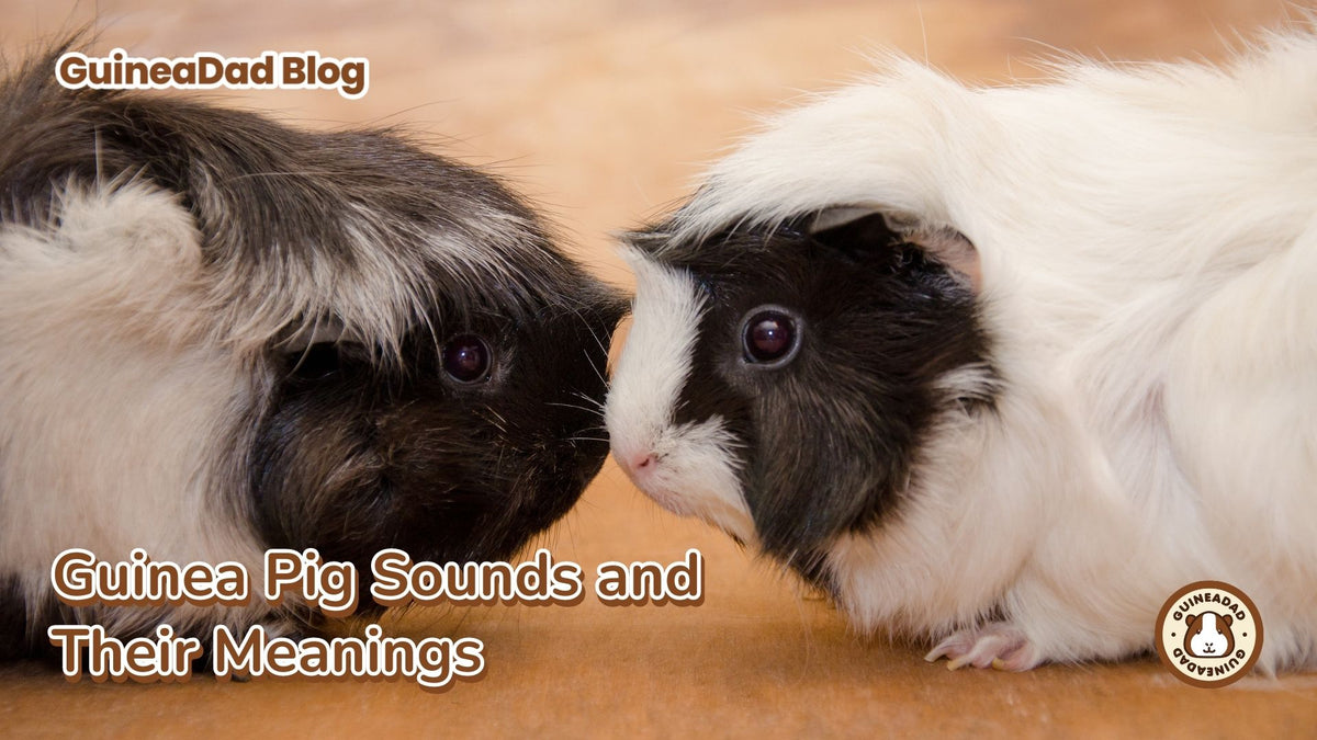 Guinea Pig Sounds and Their Meanings GuineaDad