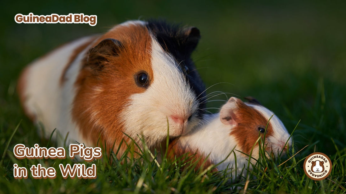 are guinea pigs wild animals?