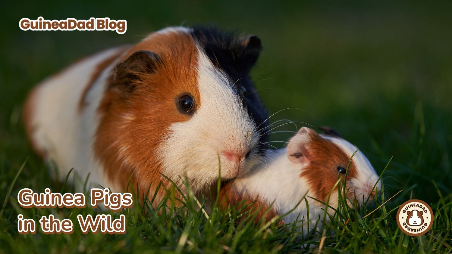 Guinea Pigs In The Wild 2023 Update GuineaDad guinea-pigs-in-the-wild-2023-update-guineadad