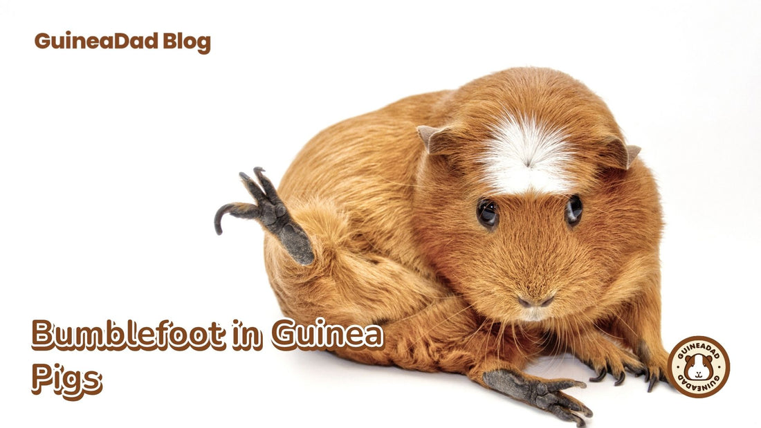 Bumblefoot in Guinea Pigs - Signs, symptoms, treatments, prevention- A cute guinea pig raising it's foot