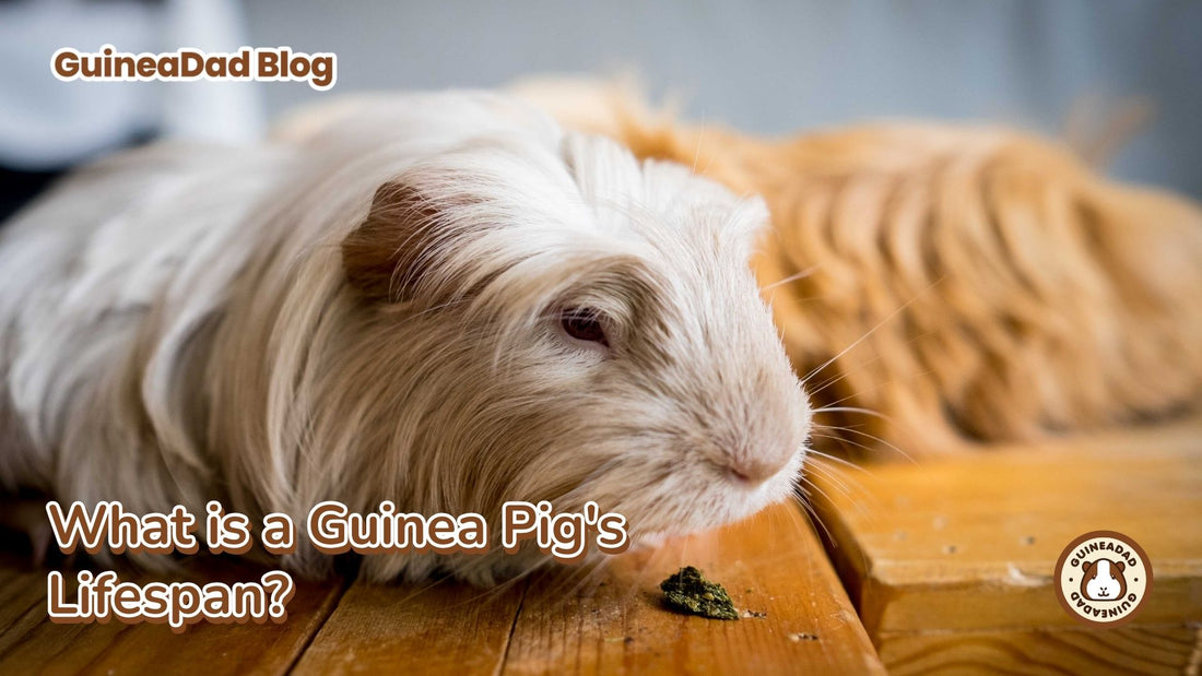 How long do guinea pigs live and what is their life span and recommendation to extend their healthy life