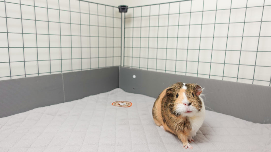 The complete guide to cages for guinea pigs