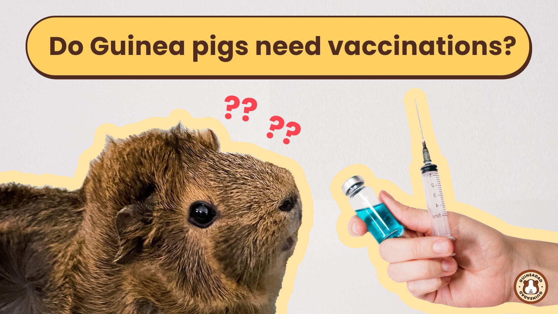 Guinea Pig Vaccinations: Fact or Fiction? – GuineaDad