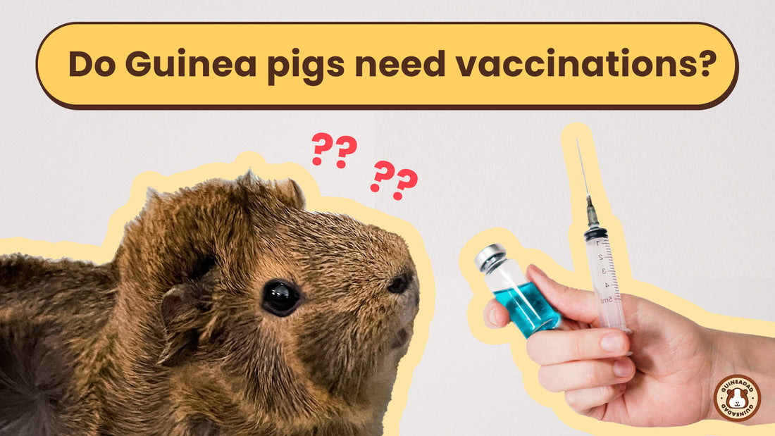 Do guinea pigs need vaccinations?