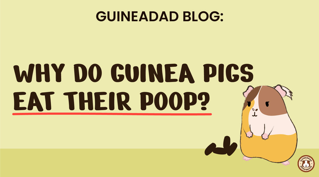 why do guinea pigs eat their poop?