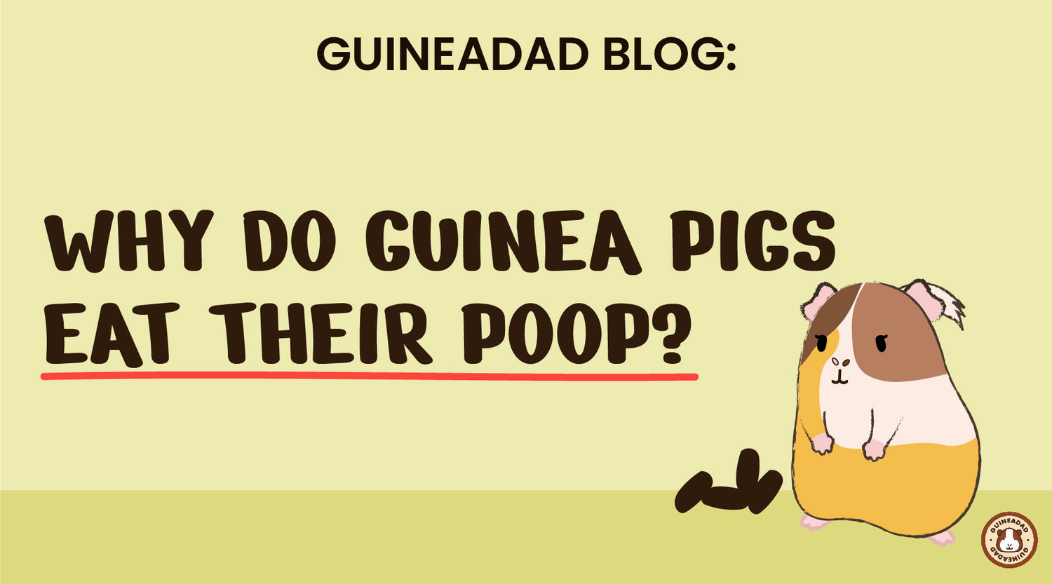 Why do guinea pigs eat their poop? GuineaDad