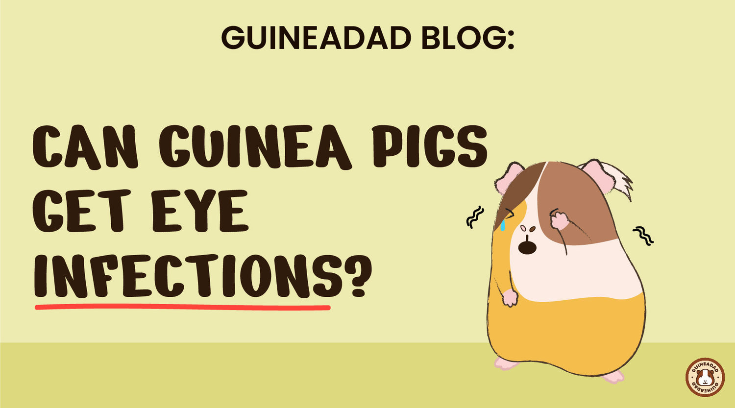 Can guinea pigs get eye infections? GuineaDad