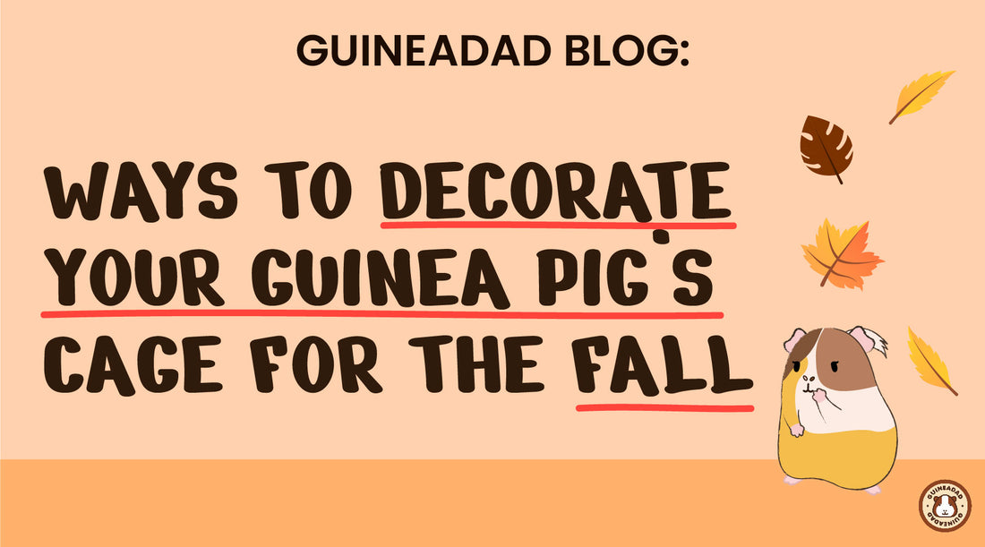 how to decorate guinea pig cages