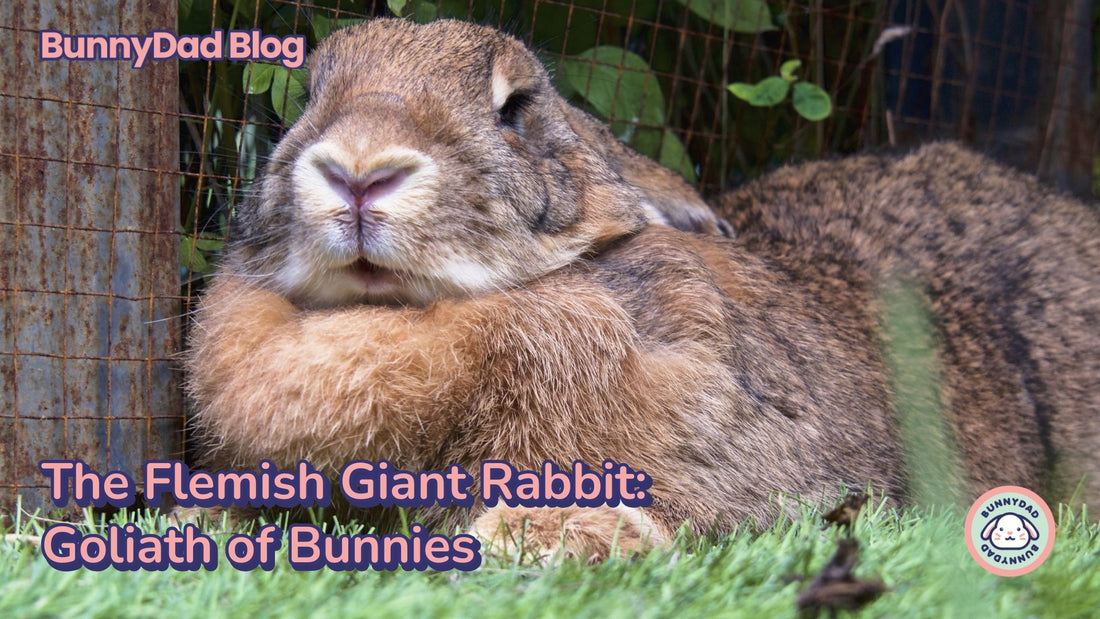 The Flemish Giant Rabbit : Goliath of Bunnies - A Giant Flemish rabbit is a huge bunny