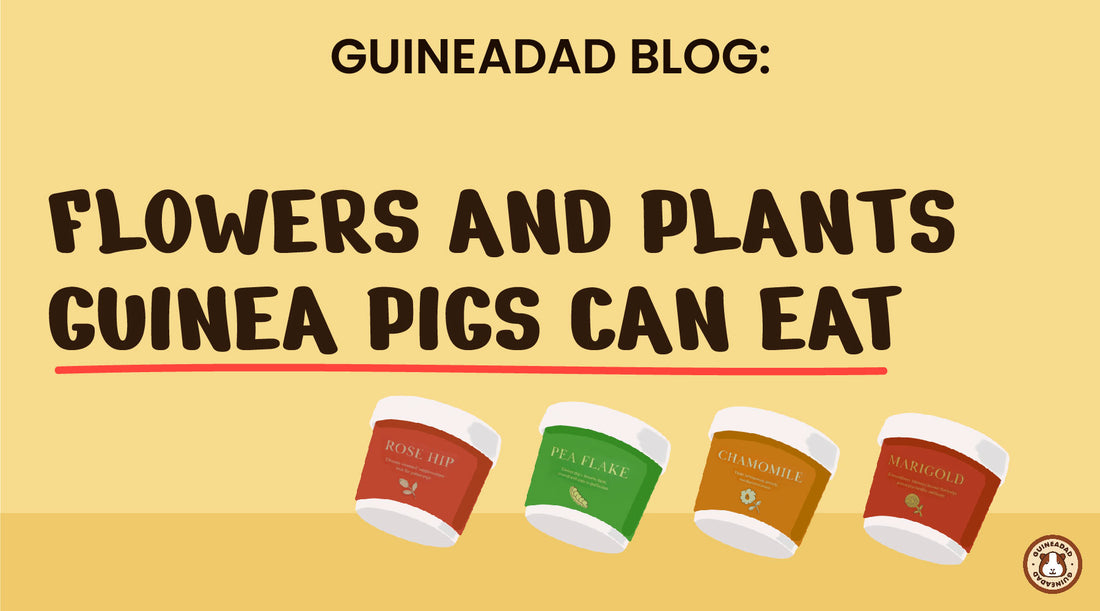 In this blog we go over different types of herbs for guinea pigs that are safe for them to eat. Herbal supplements help to provide various essential minerals such as vitamins and others.