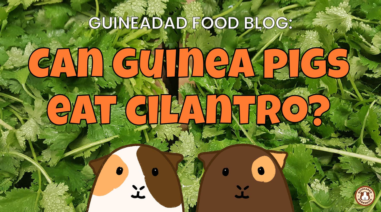 GuineaDad Food Blog Can guinea pigs eat cilantro?