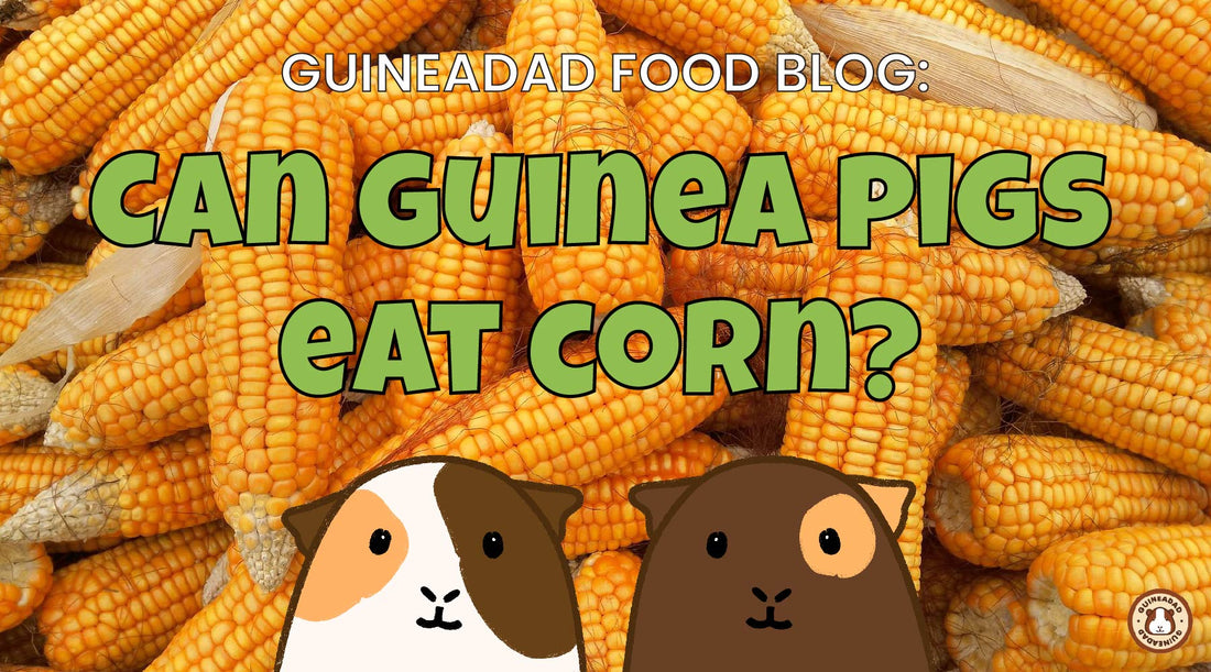 Can guinea pigs eat corn?