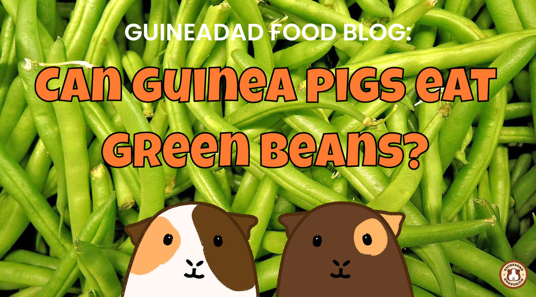 Can guinea pigs eat green beans?
