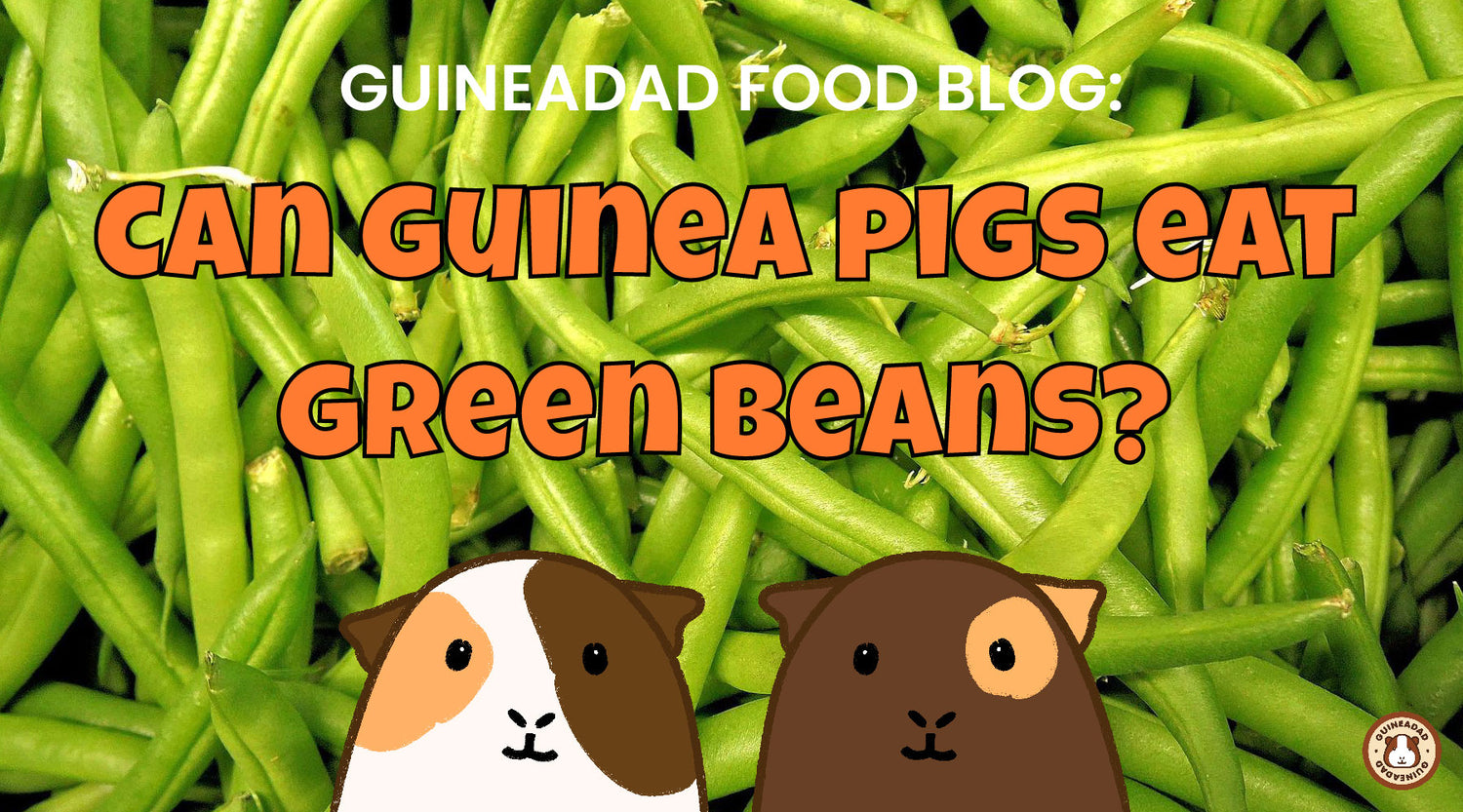 Curated visual reference: Guineadad Food Blog Can Guinea Pigs Eat Green Beans Photo Inspiration