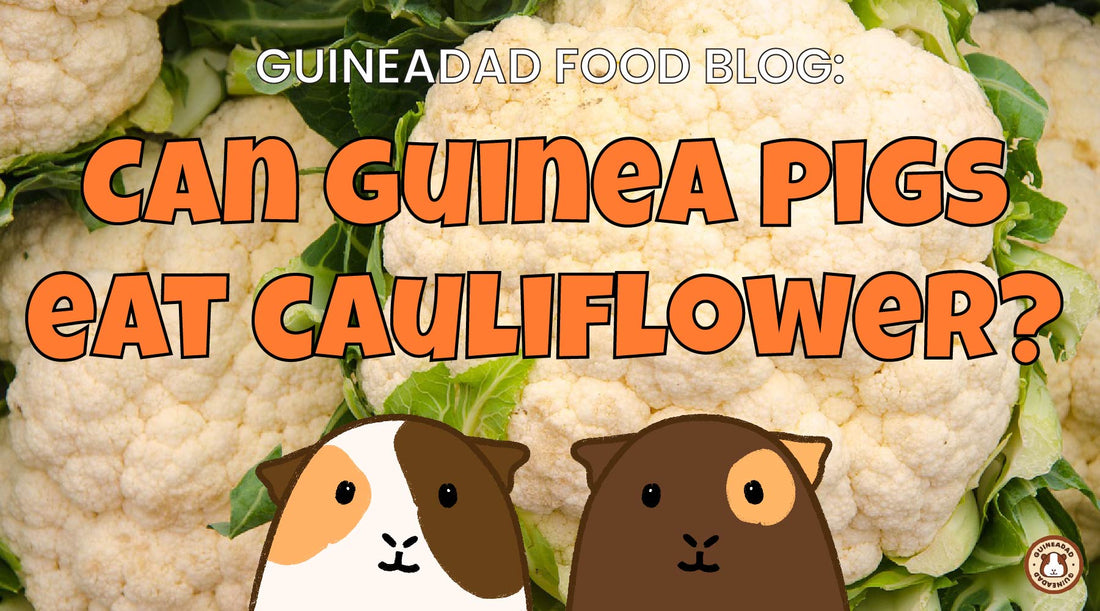 Can guinea pigs eat cauliflower?