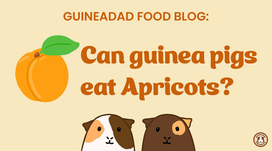 Can guinea pigs eat apricots?