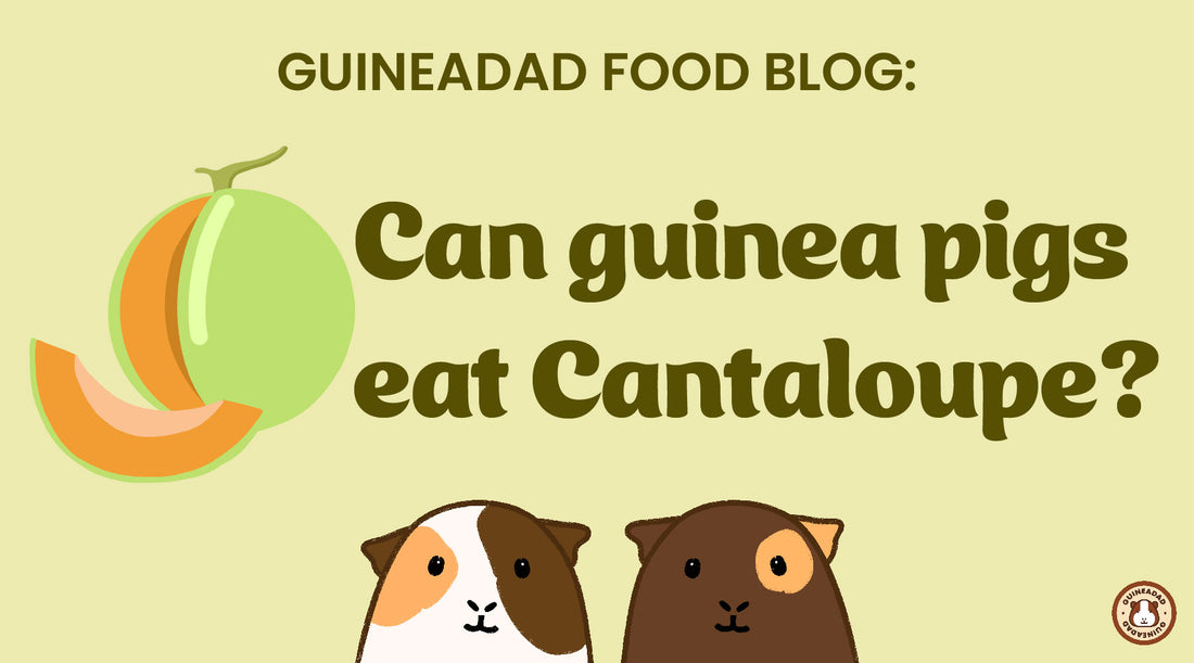 Can guinea pigs eat cantaloupe?