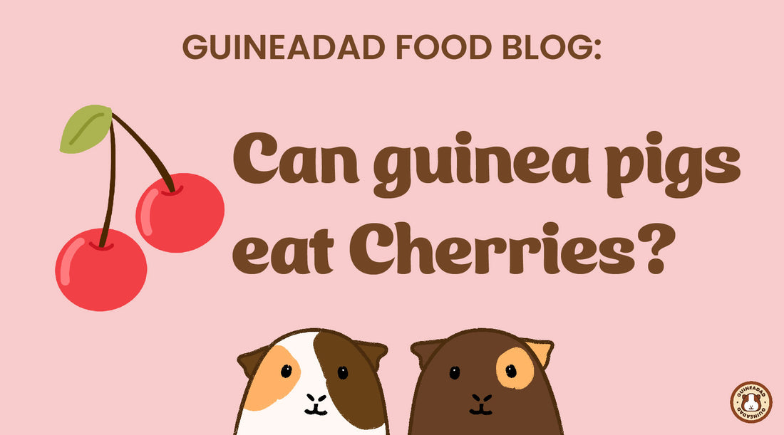 Can guinea pigs eat cherries?