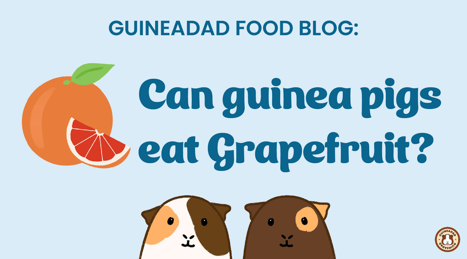 GuineaDad Food Blog Can guinea pigs eat grapefruit?