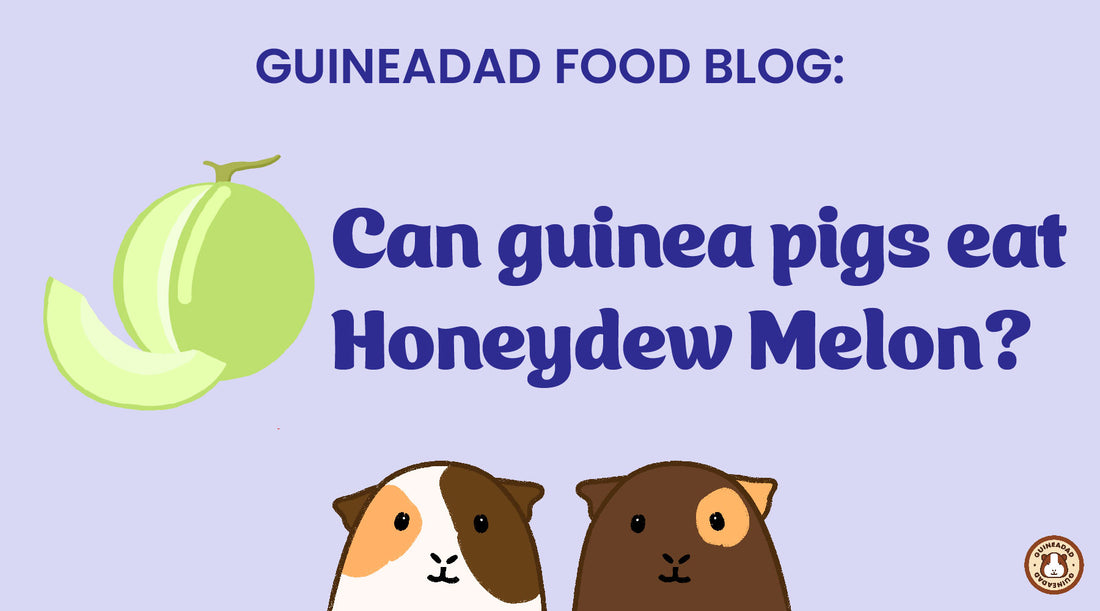 Can guinea pigs eat honeydew melon?