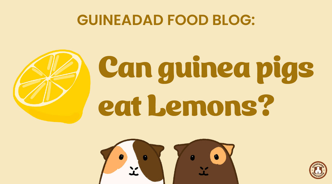 Can guinea pigs eat lemons?