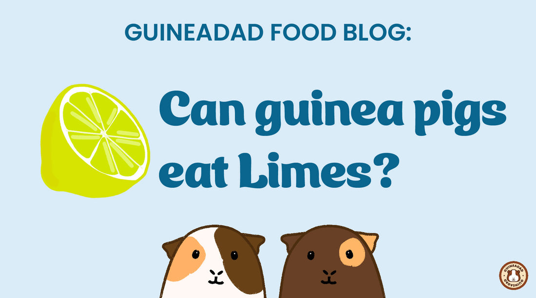 Can guinea pigs eat limes?