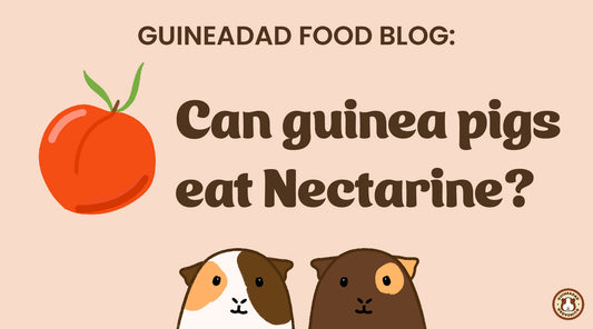 Can guinea pigs eat nectarine?
