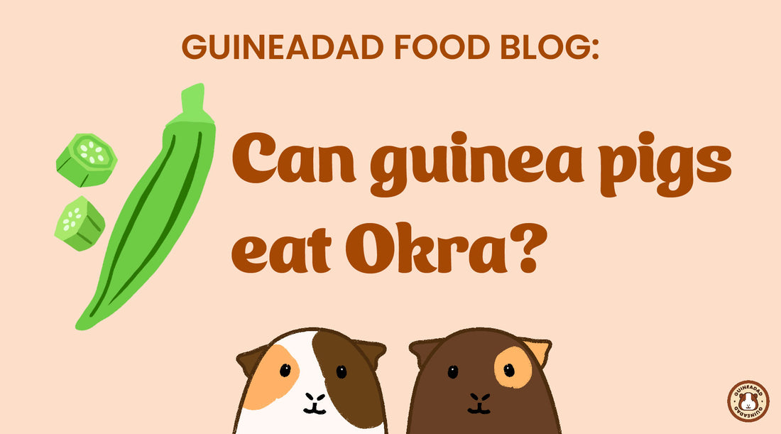 Can guinea pigs eat okra?