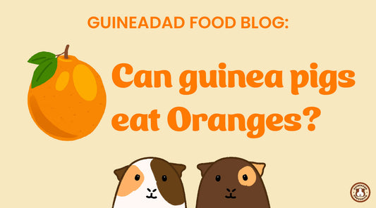 Can guinea pigs eat oranges?