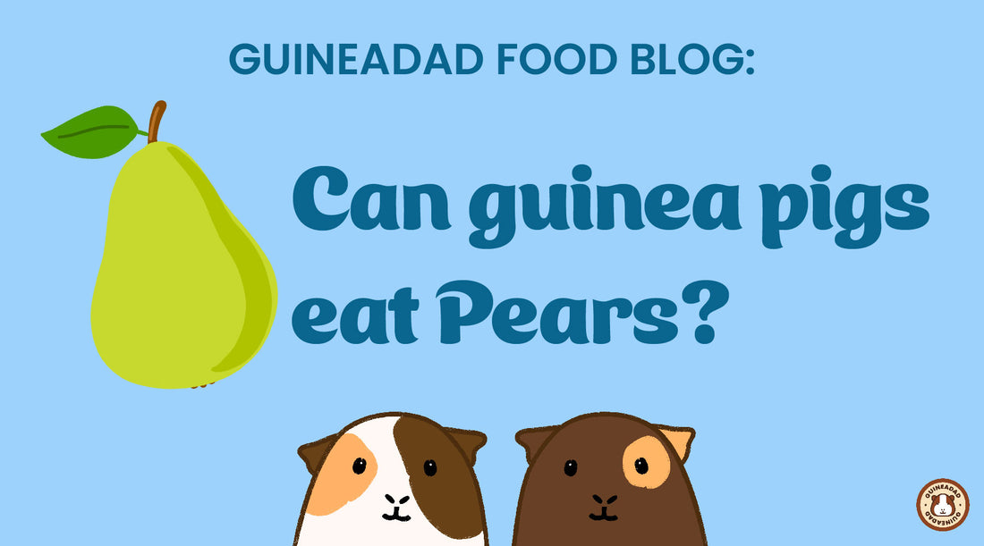 Can guinea pigs eat pears?