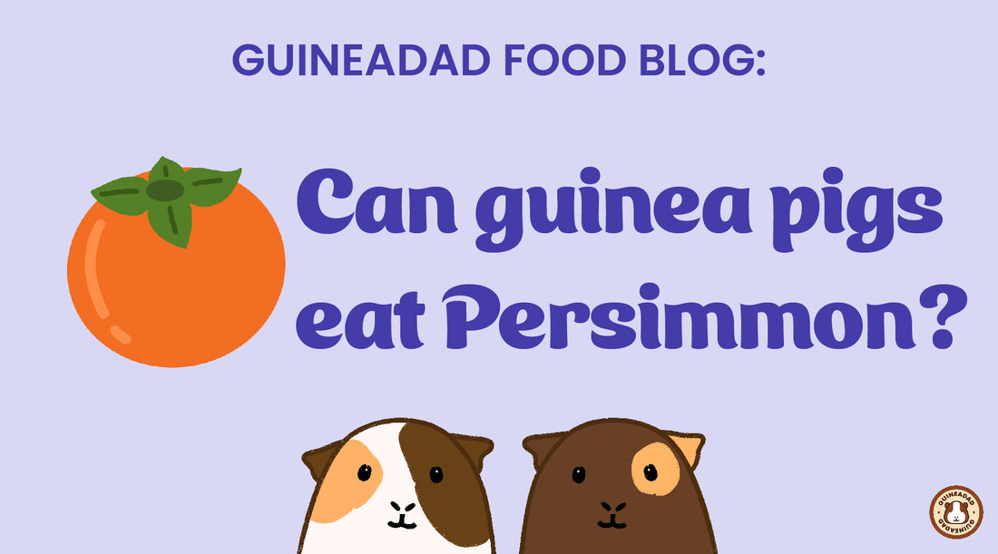 Can guinea pigs eat persimmon?